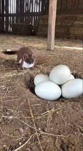 Brave Goose vs Ferocious Weasel 🪿 | The Power of a Mother’s Love 💖