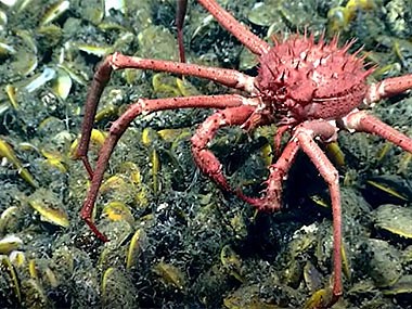 What is the difference between photosynthesis and chemosynthesis? - NOAA Ocean Exploration