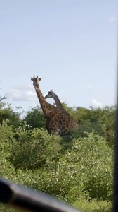 Experience romance in the African wilderness. Brides stay at 50% off—enjoy sparkling wine, private dining, and unforgettable wildlife encounters. | Jabulani Safari