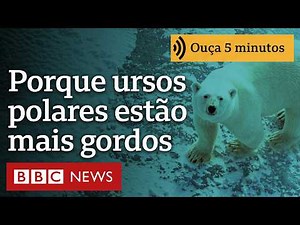 Por que alguns ursos polares estão 'mais gordos e saudáveis' apesar do derretimento do gelo marinho?