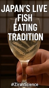 918 reactions · 53 shares | Japan’s Live Fish Eating Tradition Japan’s Fukuoka region me log shirouo fish ko zinda hi glass me serve kar ke pee lete hain. Isse Odorigui kehte hain — jisme fish aapke gale me dance karti hai! Kya aap try karenge? #ZiranScience #LiveFishTradition #JapaneseCulture #ScienceFacts #WeirdFoods #MindBlown #FishFacts #CulturalShock | Ziran Science | Facebook