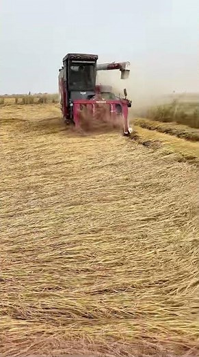 Large Combine Harvester Harvests Rice in the Field