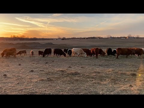 Unrolling Hay Bales VS Hay Ring Feeders For Cattle