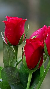 132K views · 8.2K reactions | Beautiful Roses | Roses | Facebook