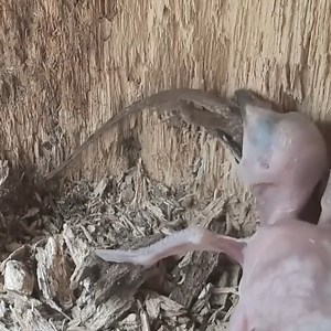 52K views · 516 reactions | review bird life in nest, mother father bird and baby bird daily life Ep247 #motherbird #birdlovers #babybird #relax #birdsounds #lifewithbirds #birdphotography #holiday #birdnest #nature #birdsofinstagram #birdlife #naturelover #reviewbirdnest #viralvideo #birdwatching #lifewithbirds #birds #wildlife | Luck16 | Facebook