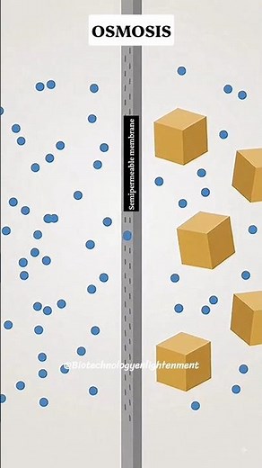OSMOSIS |How water moves from high to low concentration #osmosis
