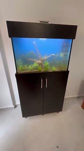 8.6K views · 91 reactions |  Installation d’un aquarium pour un client satisfait à Oran Plusieurs modèles d’aquariums disponibles seront publiés ces prochains jours ✅ | Aqua Dream | Facebook