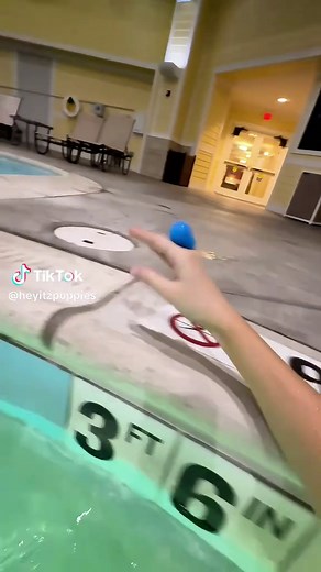 NO RUNNING AT THE POOL! | Dog Pool