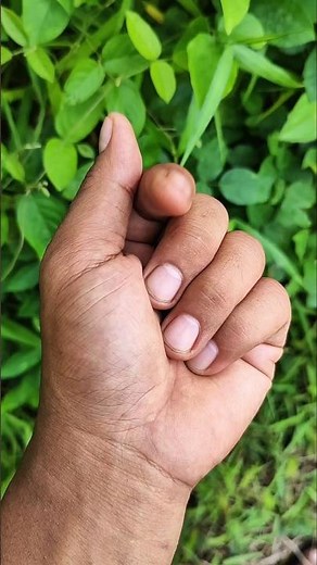 Red + black stink bug #anyuniqueanimals #cuteanimals #nature