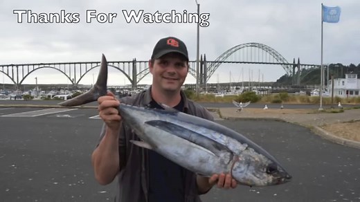 Albacore Tuna Guide: Size, Habits, Lures & Game Fishing in NZ