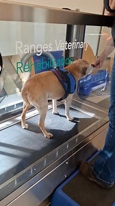 1st hydrotherapy session with Dr Elissa at Macedon Veterinary Rehabilitation and I'm at my 9 weeks since Cruciate ligament surgery (tplo). I did: * 90 secs * 1.9 to 1.2kmph * 3 sets * Equivalent to 15 to 20 min walks I'll be doing 5-6 sessions. #rehabilitation #tplo #cruciateligament #staffy #exercises #rehab #dogs | AXLE the Fidget Dog