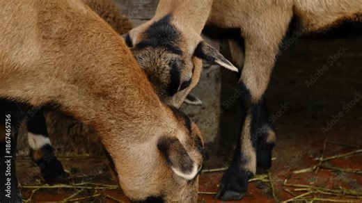Sheep standing inside a zoo enclosure and later eating hay. Concept of farm animal behavior feeding routine and everyday life in captivity