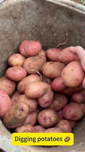 Digging potatoes 🥔