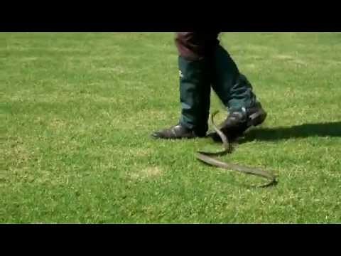 Snake Gaiters by Snakeprotex