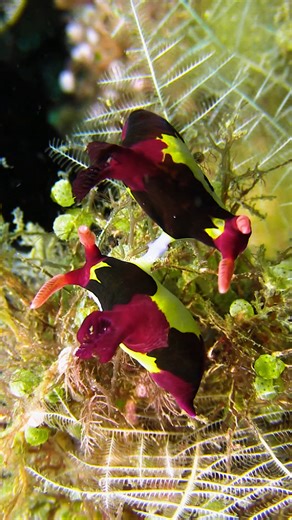 PreeOcean on Instagram: "Nudibranch Couple wp JAg0B #nature #Ocean #fish"