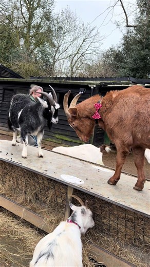 Goat Showdown on the Hay Rack: Jeremy vs. Loki