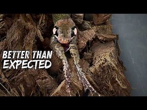 These Rare Snakes Are Thriving… Better Than I Expected