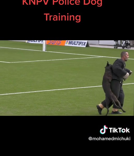 No dog or human was injured in making of this Video#protectiondog #workingdog #dogsoftiktok #belgianmalinoisoftiktok #dogsoftiktok #protection #protectiondog #dogslove #knpvdog #policedogsoftiktok #kenyantiktokers