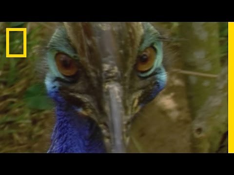 Badass Dino Bird | National Geographic