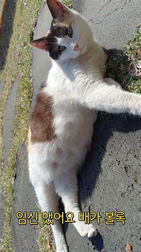 [마당냥이 고양이] 고백이의 여친 삼색이 #shorts #고양이일상 #고양이영상 #고양이브이로그