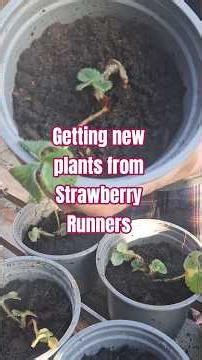 New Strawberry plants from runners ready for containers 🍓 March 21st 2026 #spring #garden #shorts