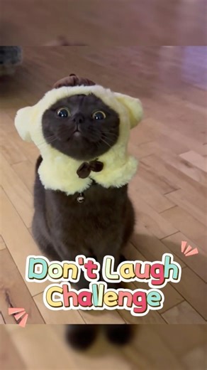 Why Do Cats Sit Like This? 🤔😂#cat #funnycat #fyp #catvideos #puppy #cute