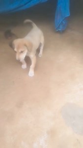 Unfortunate are those who cannot see Love, Light, Divinity n His Grace in animals, trees, mountains, rivers……. . They might have gained modern education, power, accumulated wealth but they are the poorest humans! God blessed them but they are abusing weaker sections with those blessings! . Baby had rickets. Returned by to family healthy♥️🧿♥️. | Manavi Rai