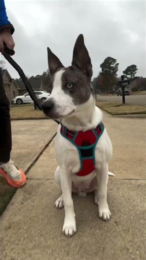 Holiday-ready in my @rabbitgoopets harness ✨ @totallytaaf #rabbitgooharness #dog