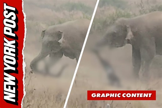 Horrifying moment man is trampled to death by elephant while trying to take a selfie