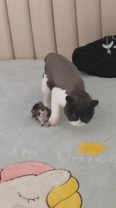 4M views · 207K reactions | "Mom, I can't make any sense of this..." Brought to you by Nutrition Strength: keeping your pets healthy and happy. | Dash Of Folly | Facebook