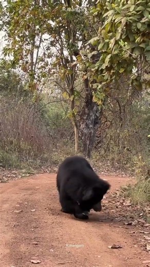 bold male sloth bear #wildlife junona buffer #worldwildlifeday #wildlifeentertainment #animals