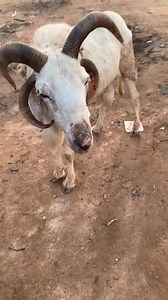 11K views · 43 reactions | Abibifou and superstition, this breed is called Jacob sheep, this is common in Asia, Europe, and USA. Somebody wrote under the comment section that wonders shall never end  | Shadrack Agyekum | Facebook