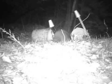 Raccoon getting caught in a 220 bucket set.