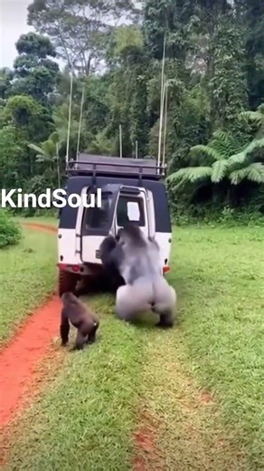 Terrifying Silverback Gorilla Charges Research Vehicle | AI Generated Wildlife Story...