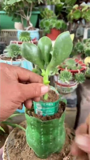 The 5-Minute Jade Plant Trim That Makes It Thrive