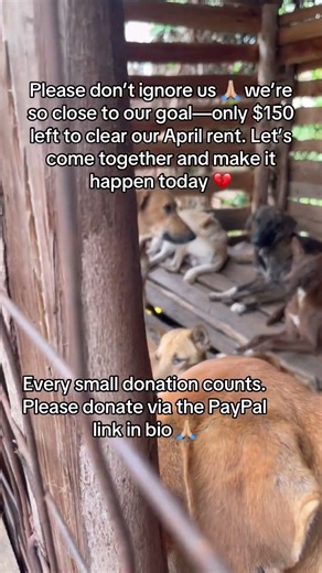 Just $150 left 🙏🏼 let’s finish this today!Please donate via PayPal in bio every little bit counts