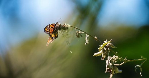 What Ontarians can do to help monarch butterflies