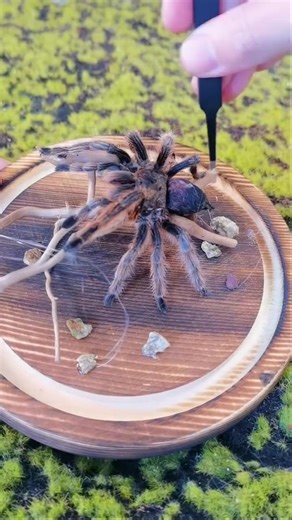 Spider-Man's Future: The Impact of Spider Bites