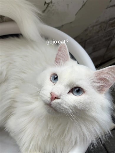 gojo cat? #jjk #cat #gojo