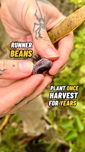 Don’t Pull Up your Runner Beans! 🌱🫘 I am always looking for ways to simplify gardening, and for practical ways to save time in the garden. So any plants that I can sow once and then harvest from for multiple years are always very welcome! 😊👍🏻🌱🌱🌱 And runner beans are one of those plants that are generally grown as annuals, but if protected, they can grow back each spring, and produce a crop of runner beans for several years from the same planting. 🌱🫘 I’m in zone 9a and it works well for