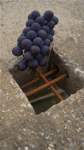 A Fallen Grape Transforms a Barren Riverbank Into a Vineyard 🍇🌱