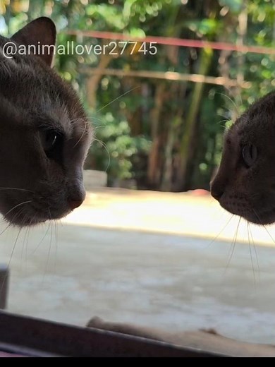 angry cats sound | cat fight sound effects #catvideos