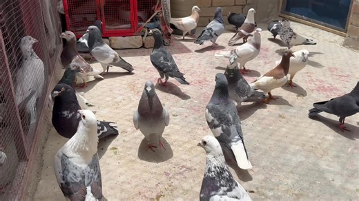 My Beautiful pigeons Colorful birds | Colorful birds