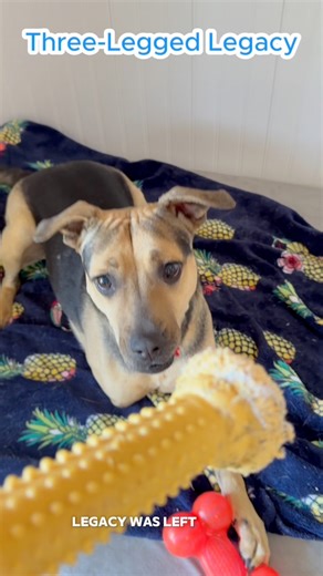 From the dumping grounds of the Redlands to the safety of our Senior Sanctuary, Legacy has come a long way. She was just 2 years old when found, injured, and alone. By the time help came, she had to lose her front right leg, but she never lost her will to live. 🤍Today, Legacy is safe at Big Dog Ranch Rescue’s Senior Sanctuary. She runs, plays, and chases toys like she has all four legs, and when she’s happy, she gives the biggest smile, because she just can’t contain it. ✨️Legacy is a survivor.