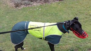 16K views · 1.2K reactions | A walk in the Park | Greyhound Trust Hall Green | Facebook