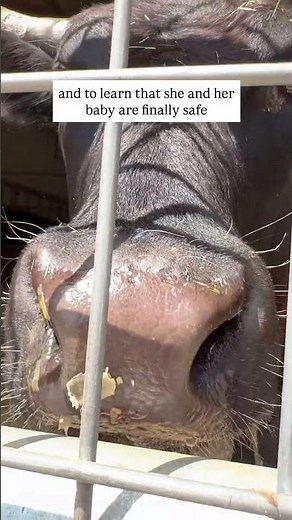 Mama and Baby Cow Rescued Together
