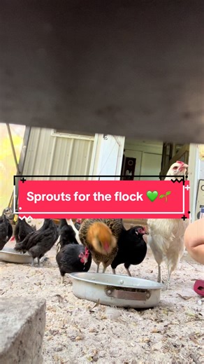 Wheatgrass Sprouts for Chickens