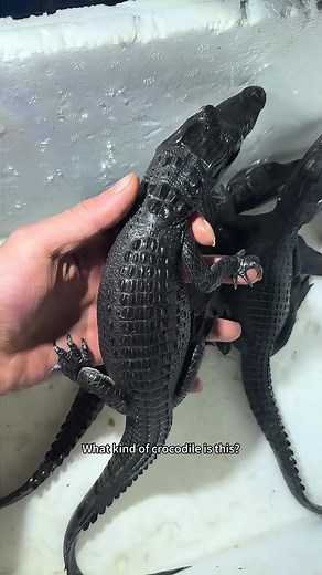 Gharial Crocodile Facts: Unique Traits and Comparisons