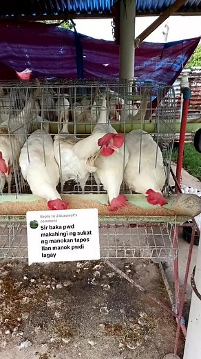 Poultry Farming Cage Measurements: Understanding the Sizes for Backyard Farming