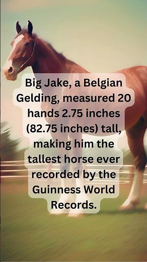 Meet Big Jake: The Tallest Horse in the World 🐴🌟 | Guinness World Records #facts #ytshorts